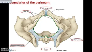 Overview of Perineum (1) - Definition and Divisions - Dr. Ahmed Farid