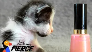 Watch This Micro-Mini Kitten Grow Up - THUMBELINA | The Dodo Little But Fierce