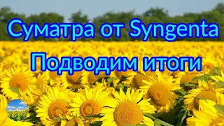 Подсолнечник Суматра от Syngenta. Подводим итоги.