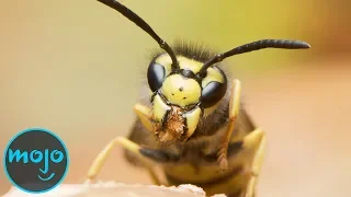 Top 10 Most Deadliest Insects