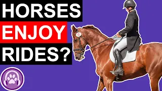 Do Horses Enjoy Being Rode?