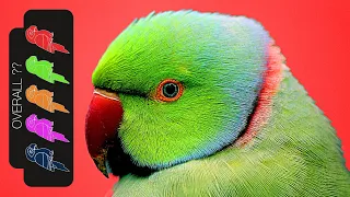 Indian Ringneck Parakeet, The Best Pet Parrot?