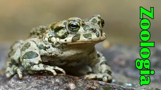 Kręgowce wodno-lądowe