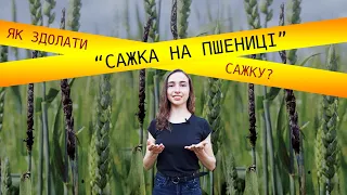 Як здолати сажку на пшениці (головня на пшениці)?