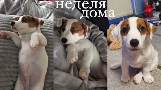 Покупка щенка| Первая неделя дома | Buying a puppy | Puppy Jack russell terrier first week at home