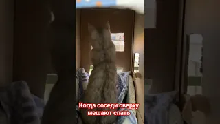 Когда соседи сверху мешают спать!