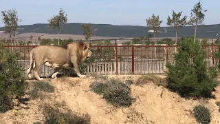 Два молодых мощных льва у пруда! Тайган Two young powerful lions by the pond! Taigan