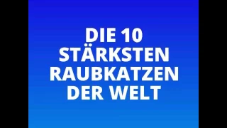 Die 10 Stärksten Raubkatzen der Welt!