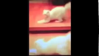 The best funny cat compilation video ever  happy 2015