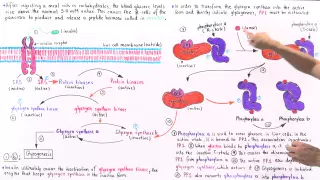 Insulin and Glucose Regulation of Glycogenesis