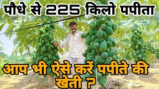 पपीता की वैज्ञानिक खेती Taiwan Red lady 786 Papaya farming !! papita ki kheti - Agritech Guruji