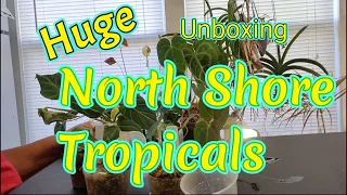 Huge Unboxing of North Shore Tropicals - Anthurium Seedling Starter Pack!!  First Imported Plants!