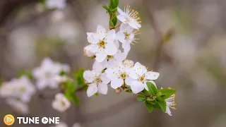 Relaxing Guitar Music & Flowers Springtime • Nature Sounds [ Stress Relief Music, Meditation, Yoga ]