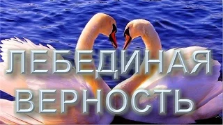 Лебединая верность. Любите так, как любят эти птицы