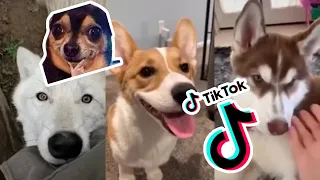 Cute dogs that cured my depression (tik tok compilation)