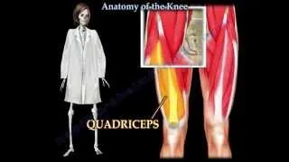 Anatomy Of The Knee  - Everything You Need To Know - Dr. Nabil Ebraheim