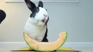 Rabbit Eating Melon ASMR