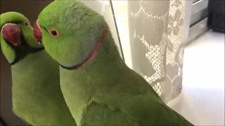Ring neck and budgies! индийский ожереловый попугай