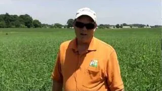 Using oats as a nurse crop starting alfalfa