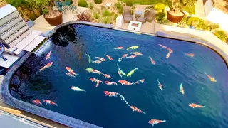 Is this Worlds MOST BEAUTIFUL private KOI POND? 20,000gallon