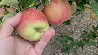 Сорт яблок Амброзия  Ambrosia apple