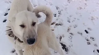 Koyunlar Köpekler Kuzular.