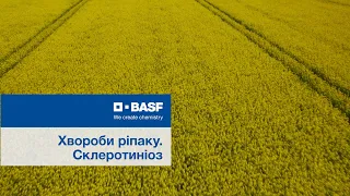 Хвороби ріпаку. Склеротиніоз.