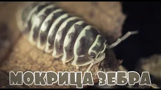 Мокрица зебра 🦓 Делаем мокричечную и заселяем (Armadillidium maculatum)