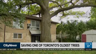 The push to save one of Toronto’s oldest trees