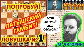 Чигорин расставил шахматную ловушку в дебюте Латышский гамбит!