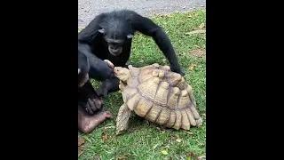 Sharing is Caring -  Chimpanzee and Turtle #Shorts