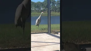 Cat and Crane Face Off in Florida Backyard