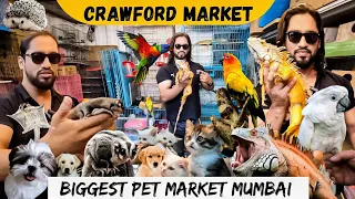 Pet Market in Mumbai | Iguana | Cats & Dogs | Exotic Birds & More | Crawford Market Mumbai