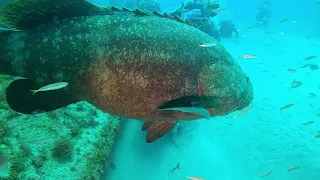Even More Goliath Groupers, Sharks and Turtles!