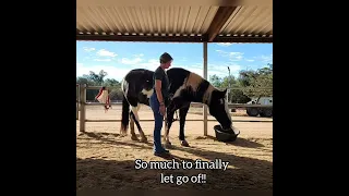 Equine Massage - Atlas