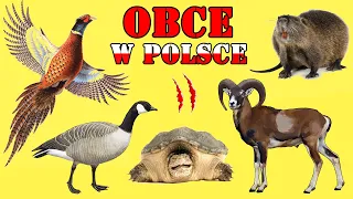OBCE i INWAZYJNE Zwierzęta w Polsce