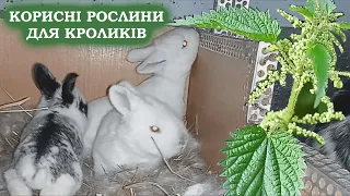 WHICH HERBS ARE USEFUL FOR RABBITS! MISCELLANEOUS HERBS FOR RABBITS! RABBITS BREEDING!