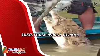 Menjala Ikan, Nelayan di Katingan Malah Dapat Buaya Panjang 2,5 Meter