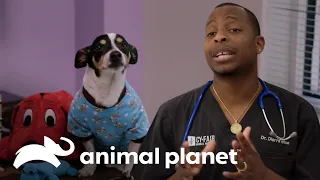 Dr. Blue salva a un chihuahua con un soplo en su corazón | Veterinarios de Texas | Animal Planet