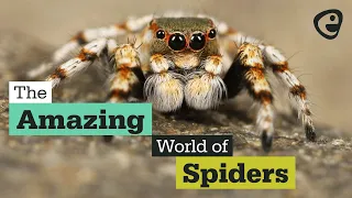 The amazing world of Spiders