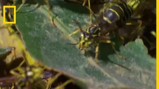 Des fourmis légionnaires s'attaquent à des guêpes