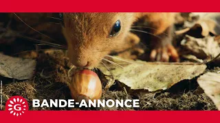 LE CHÊNE - Bande-annonce