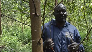 Clonal Eucalyptus Forest Management