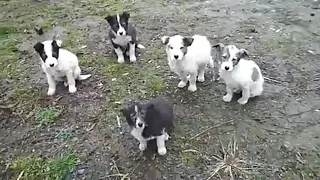 I burst into tears when the puppies looked at me for help in an abandoned house