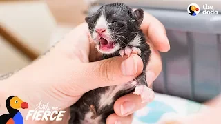 Kitten Who Needed An Incubator To Survive Grows Up To Be A Spitfire | The Dodo Little But Fierce