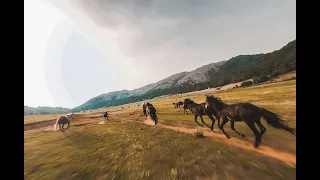 Fpv drone cinematic horses chasing
