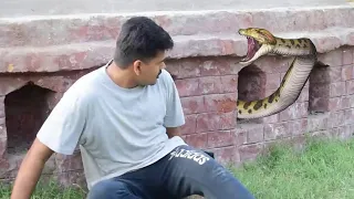 Anaconda Snake in Real Life HD Video | Anaconda Attack in Real Life Video