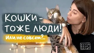 ПОЧЕМУ КОТ ССЫТ НА КРОВАТЬ? / Как понять свою кошку.