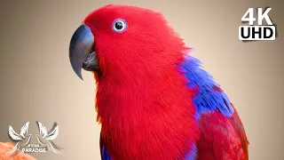 AMAZING BIRDS SONG | RELAXING BIRD SOUNDS | STUNNING NATURE | STRESS RELIEF | SOOTHING MUSIC