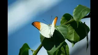 Paul Mauriat-Butterfly (폴모리아-버터플라이)［여러가지 나비 이미지］
